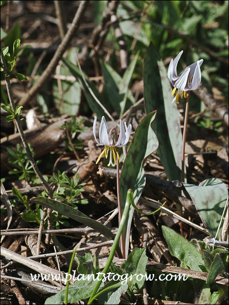 White Trout Lily (Erythronium albidum)
reflexed petals and sepals
